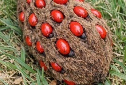 Thumbnail for Found this strange fuzzy cone under my tree with bright red berries popping out of it. It honestly looks like a hand grenade—or something from another planet.