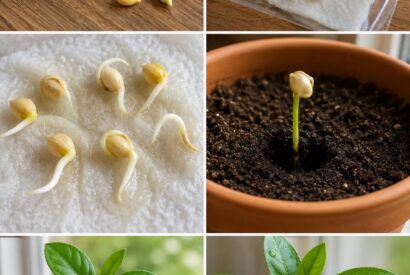 Thumbnail for How to germinate lemon tree without any previous gardening experience