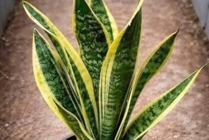 Thumbnail for The Power of the Snake Plant: Why Having It in Your Home Is a Blessing