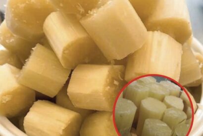 Thumbnail for Why More People Are Turning to Sugarcane for Natural Energy