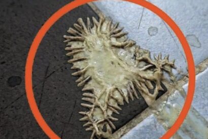 Thumbnail for Mystery Blob in the Bathroom? The Truth About Slime Mold!!!