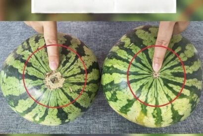 Thumbnail for No more bland watermelons! Here’s a sure-fire visual guide to finding the sweetest fruit at the market.