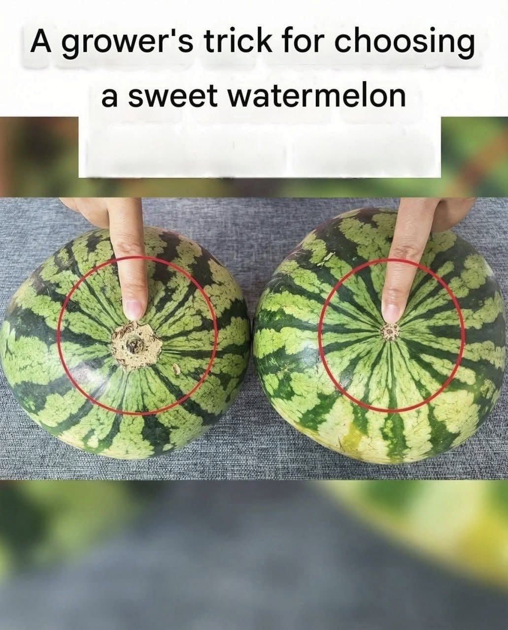 758750869_1077413915263765_7023619168431412476_n