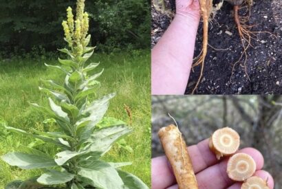 Thumbnail for The Hidden Power of Mullein Roots: Nature’s Forgotten Respiratory Ally