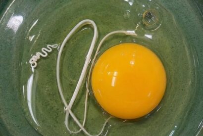Thumbnail for I Thought the White String in My Egg Was Something Dangerous—The Truth Completely Surprised Me