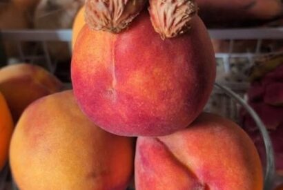 Thumbnail for APRICOT & PEACH KERNEL: THE COMPARATIVE BOTANICAL ARCHITECTURE