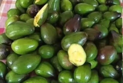 Thumbnail for 5 Potential Risks of Eating Avocados You Should Know