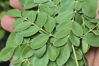 Thumbnail for Why did traditional healers insist on crushing fresh Moringa leaves instead of simply drying them?