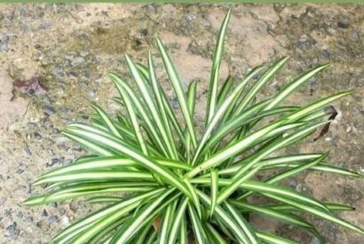 Thumbnail for Why You Should Have a Spider Plant at Home (Even If You’ve Killed Every Plant Before)