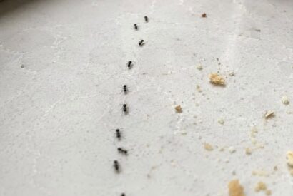 Thumbnail for My grandmother taught me this trick to get rid of ants invading your kitchen with 0 effort. Here’s how it works