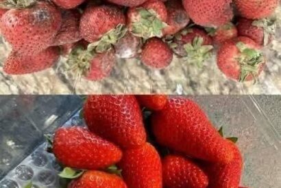 Thumbnail for The Farmer’s Strawberry Trick: How to Keep Strawberries Fresh for Days Longer