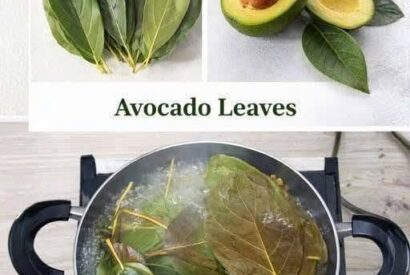 Thumbnail for Don’t Underestimate the Power of Avocado Leaves: What Science Really Says