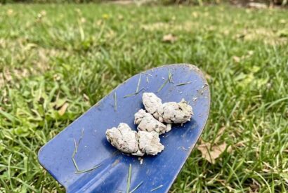 Thumbnail for Why Does Your Dog Have White Poop? Here’s What You Should Know