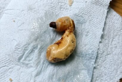 Thumbnail for The “Monster” Under the Bed: How a Dusty Pistachio Shell Taught Me About Fear, Laughter, and the Human Brain
