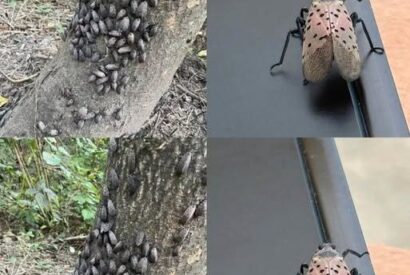 Thumbnail for THEY ARE HERE! Spotted One of These Insects? Here’s What You Need to Know Before You Panic