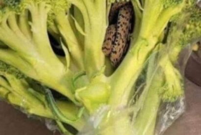 Thumbnail for Horrified Man Finds Something Unbelievable in a Bag of Broccoli He Purchased from Aldi