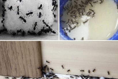 Thumbnail for Ants Invading Your Home? This Simple Trick Is Driving Everyone Crazy (And It Actually Works)