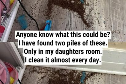 Thumbnail for The Mystery Pile in My Daughter’s Room—Solved by the Internet (Spoiler: It Wasn’t Termites!)