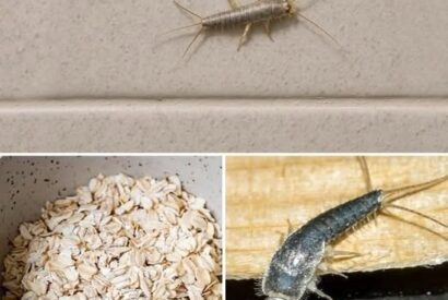 Thumbnail for Warning! If you have found this insect (silverfish) in your home, it’s a sign that you need to