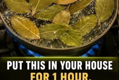 Thumbnail for By boiling these leaves, you can get rid of flies, mosquitoes and cockroaches….See more👇