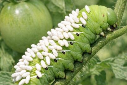 Thumbnail for Found this massive green worm eating my tomato plants, but it’s covered in these gross white rice-looking things. Is it sick or carrying eggs?