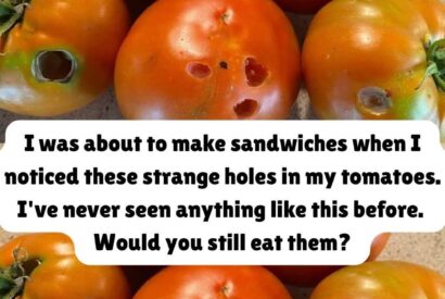 Thumbnail for What It Means If You See These Holes in Tomatoes