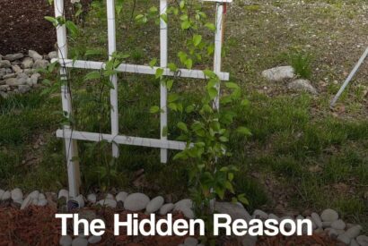 Thumbnail for 16 Care Mistakes That Leave Clematis Flowerless (And Tips To Turn It Around)