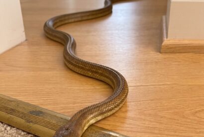 Thumbnail for Found a Snake in Your House? Here’s What to Do Without Panicking