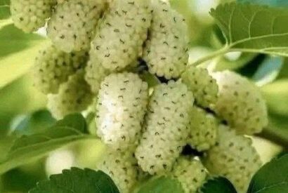 Thumbnail for I don’t know what kind of fruit it is. It’s the first time I’ve seen it.