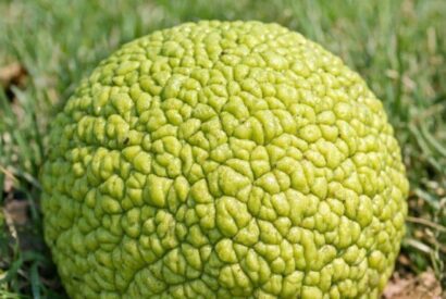 Thumbnail for Stumbled upon this weird, bumpy green ball under the trees. It looks like a brain and is sticky to touch. What is it?