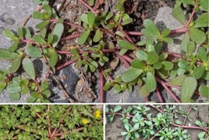 Thumbnail for If you see this growing in your yard, don’t destroy it under any circumstances