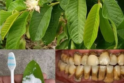 Thumbnail for The Best Natural Guava Leaf Mouthwash & Paste (Easy Oral Care Recipes)