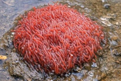 Thumbnail for Found this disgusting pulsating red blob in a stagnant puddle near the hose. It looks like a piece of raw meat or an anemone, but it’s made of hundreds of tiny threads waving in the water. It retracts
