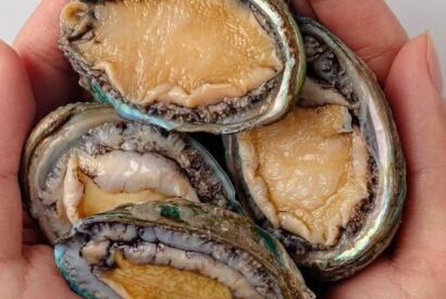 Thumbnail for What is Abalone, the Strange Mollusk That Costs Hundreds of Dollars read more on