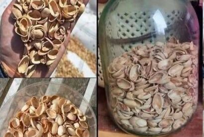 Thumbnail for Reusing Pistachio Shells: How to Turn Them Into Powder and Use It in Your Garden