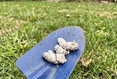 Thumbnail for Why Would Your Pooch Have White Poop?