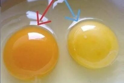 Thumbnail for How to recognize eggs from a healthy hen?