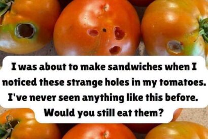 Thumbnail for What a Hole in a Tomato Can Tell You About Your Garden