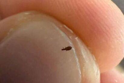 Thumbnail for Bug found in my friends hair. What is it?