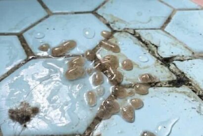 Thumbnail for This morning, I walked into the bathroom and found this on the floor.