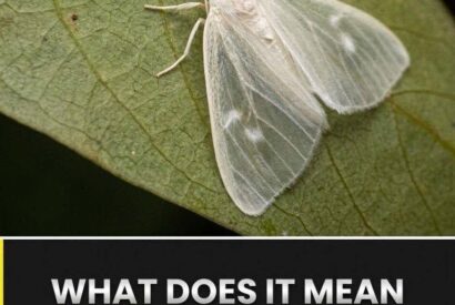 Thumbnail for What Does It Mean When a White Butterfly Visits You? Ancient Symbolism, Spiritual Beliefs, and Cultural Myths Reveal the Mysterious Messages