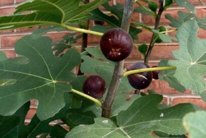 Thumbnail for Fig Sap Benefits: Nature’s Lesser-Known Remedy