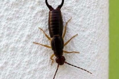 Thumbnail for If You Find This Insect in Your Home, Here’s What It Could Mean