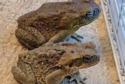 Thumbnail for Why a Toad Might Appear in Your Home and What It Could Mean