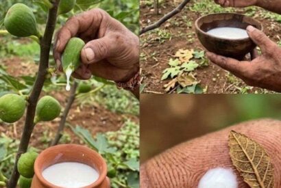 Thumbnail for Most people have no idea how valuable fig sap is; very few realize it’s almost as expensive as gold…