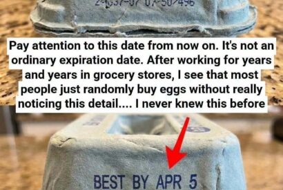 Thumbnail for A Gentle, Science-Backed Guide to Egg Carton Codes
