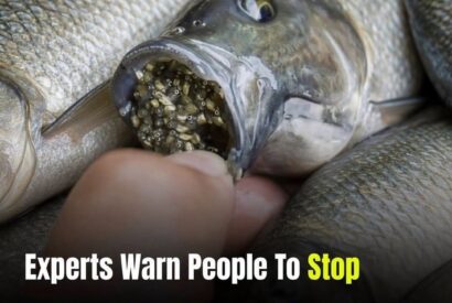 Thumbnail for This Popular Fish May Contain More Than You Expect… The Details Might Surprise You