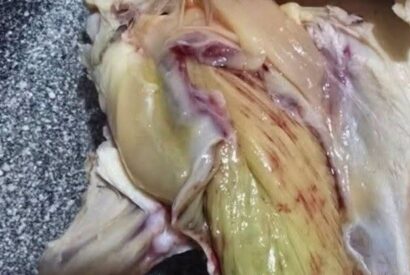Thumbnail for Green Meat in Chicken? Here’s What’s Really Going On