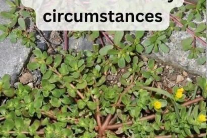 Thumbnail for 8 Reasons To Leave A Purslane Weed Growing