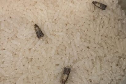 Thumbnail for How to Get Rid of Pantry Moths and Keep Them Out for Good